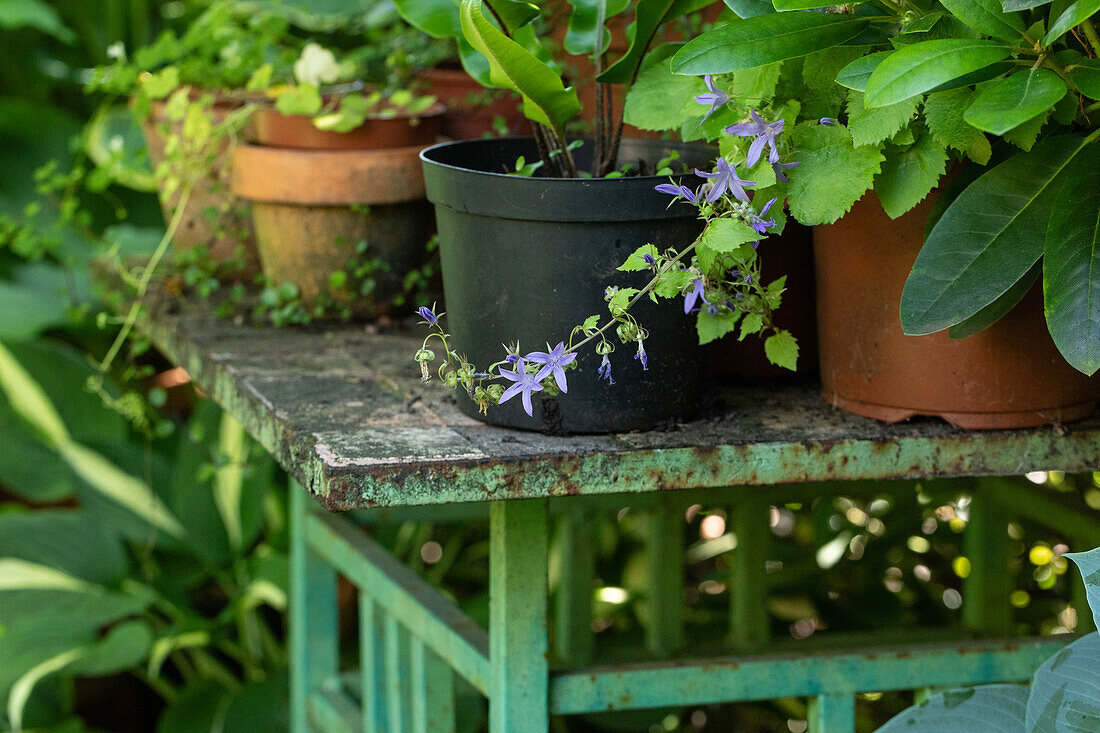 Outdoor plant table