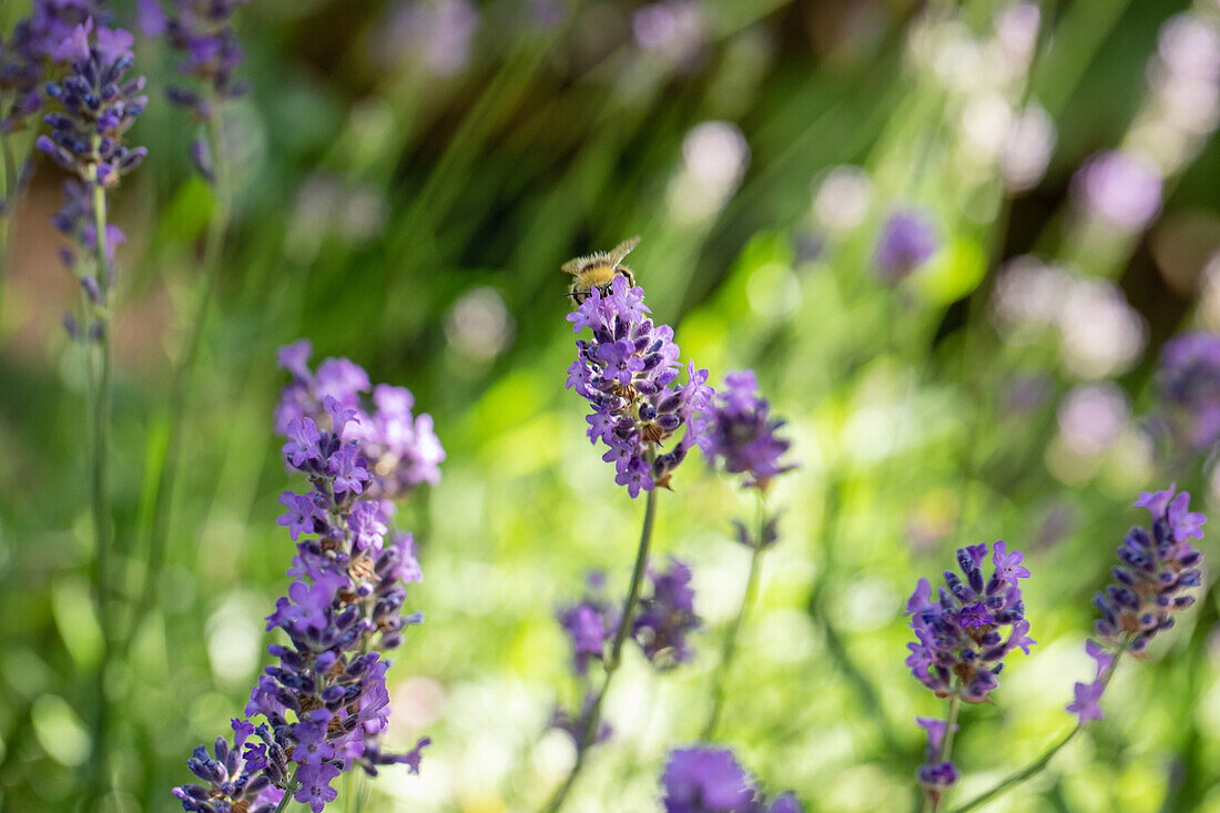 Lavandula angustifolia