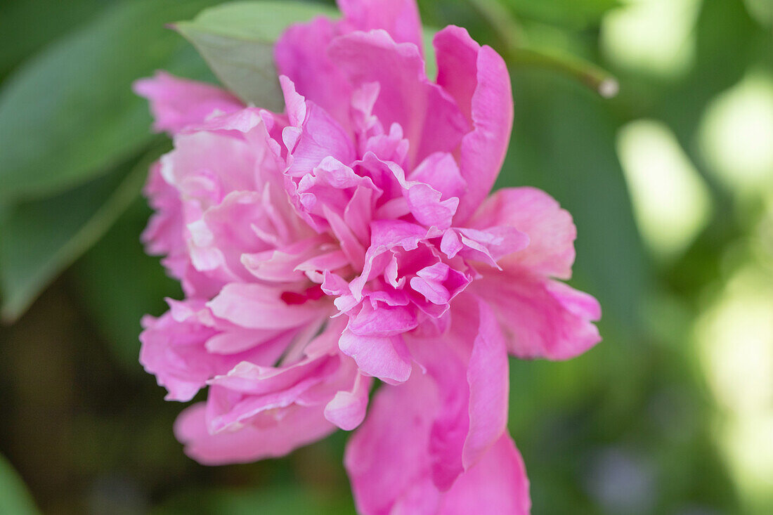 Paeonia lactiflora, rosa