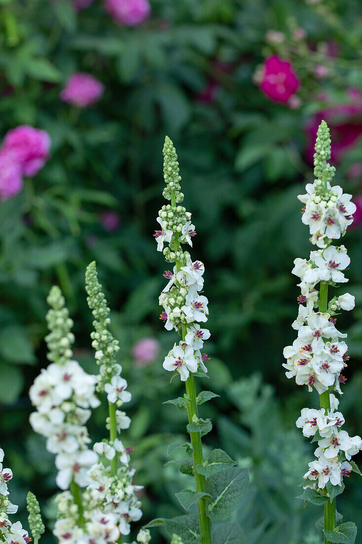 Verbascum nigrum 'Album'