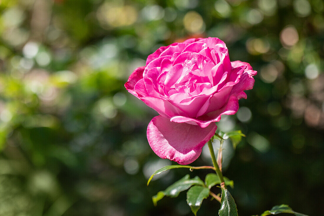 Rose, magenta