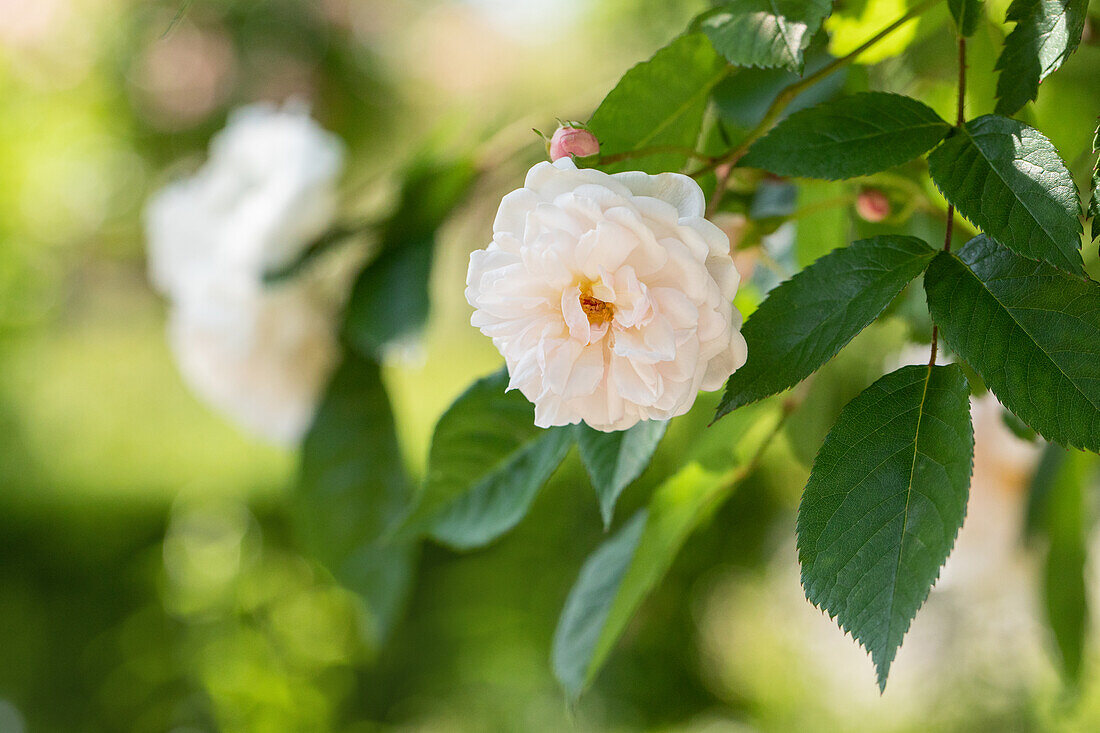 Rosa 'Penelope'