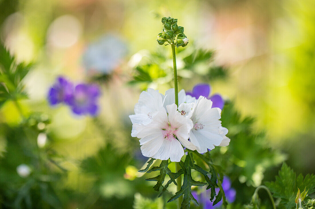 Malva moschata 'Alba'