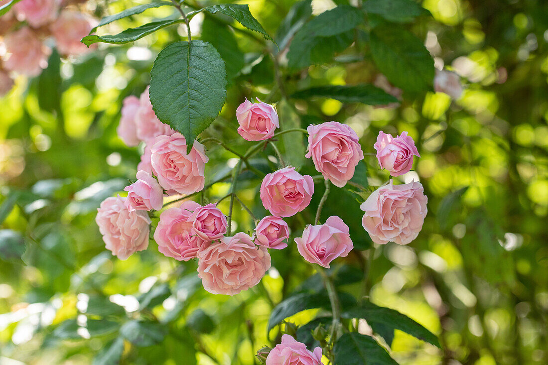 Rosa 'Frau Eva Schubert'