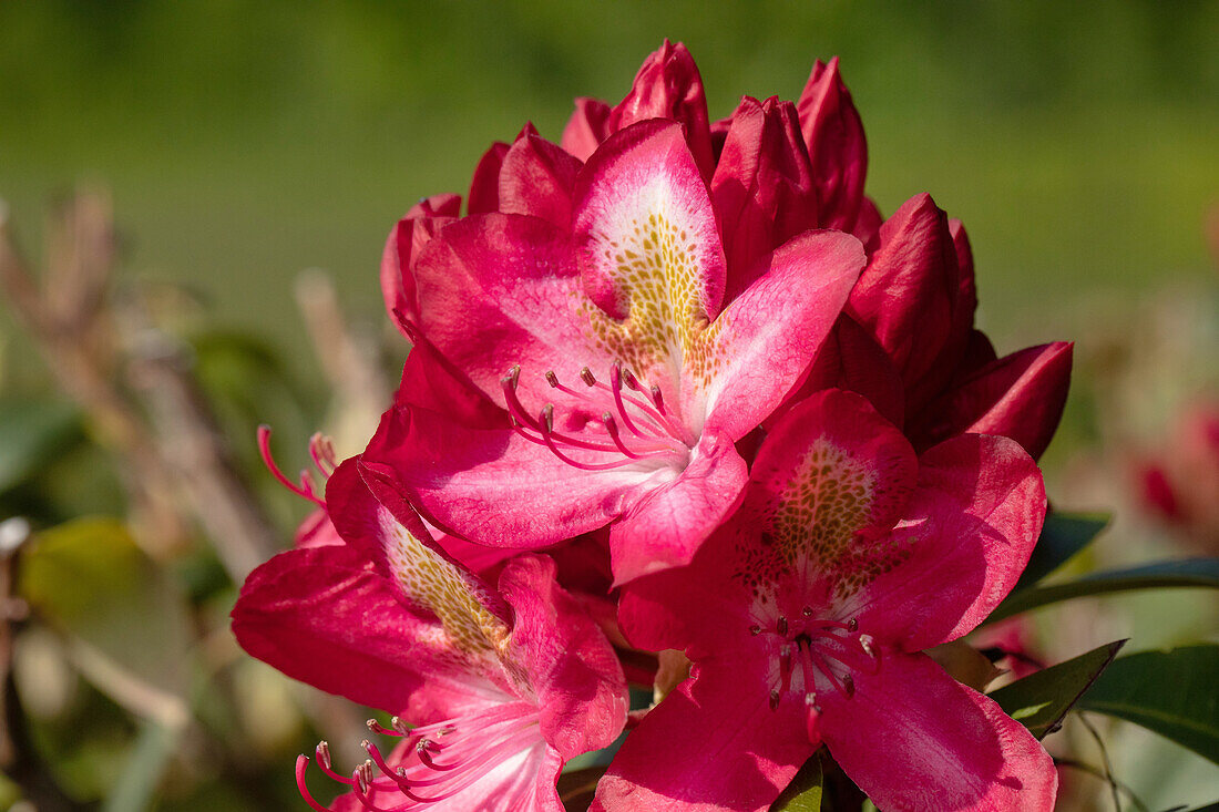 Rhododendron 'Junifeuer'