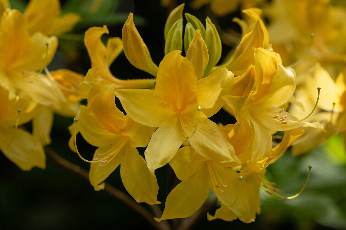 Rhododendron luteum