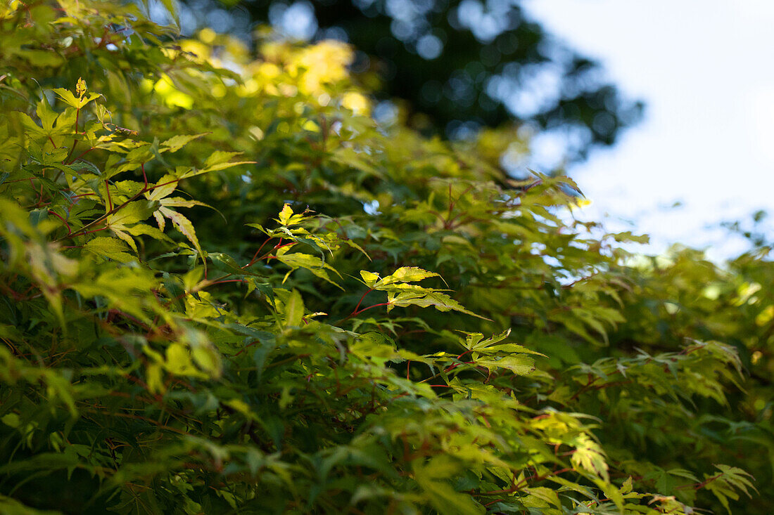 Japanese Acer