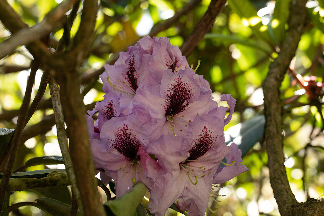 Rhododendron 'Arthur Bedford'