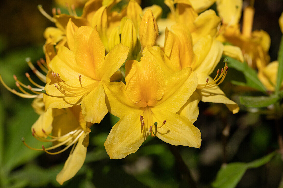 Rhododendron luteum