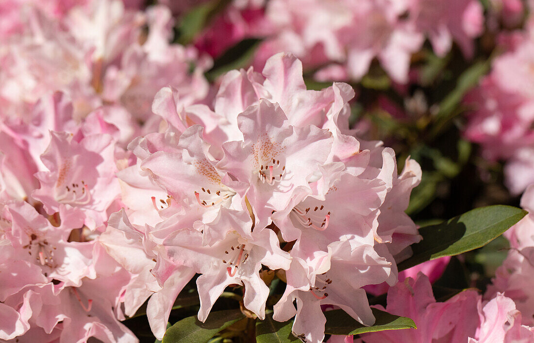 Rhododendron yakushimanum 'Pink Cherub'