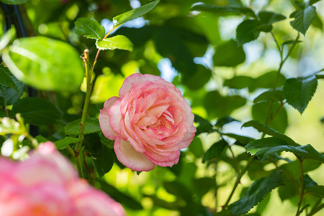 Rosa 'Harlekin'