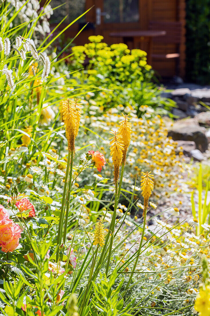 Kniphofia uvaria, gelb