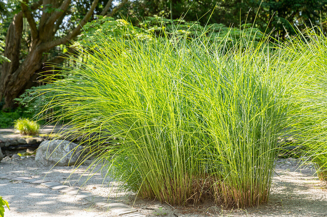 Cortaderia selloana