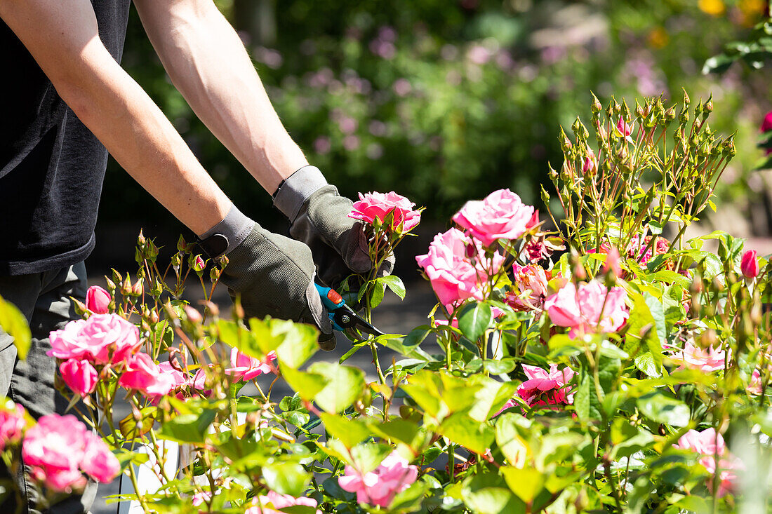 Cutting roses