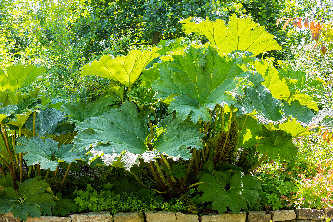 Gunnera manicata