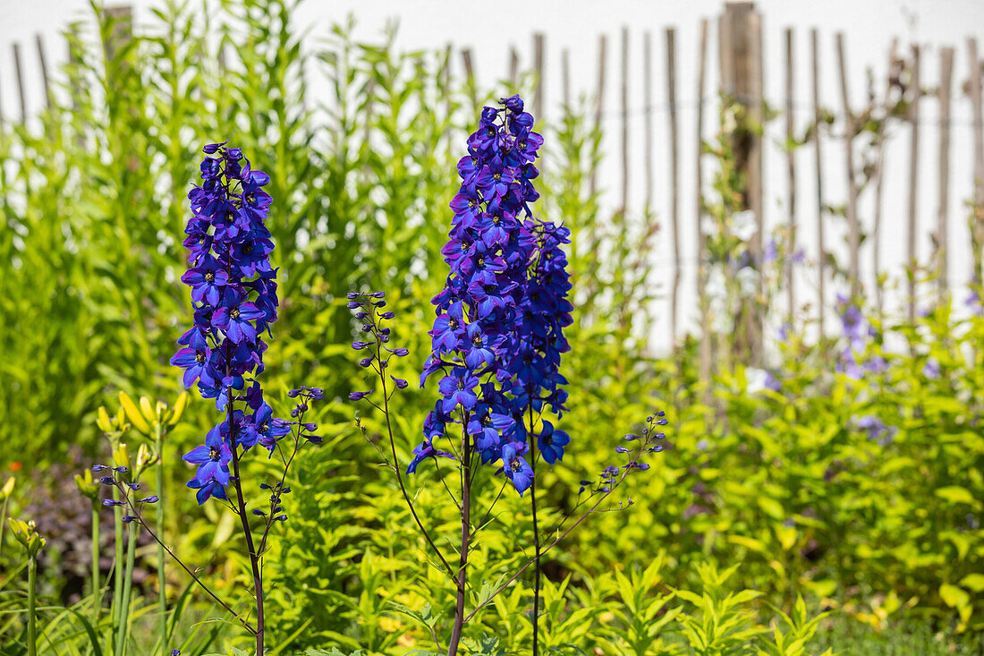 Delphinium x elatum 'Finsteraarhorn'