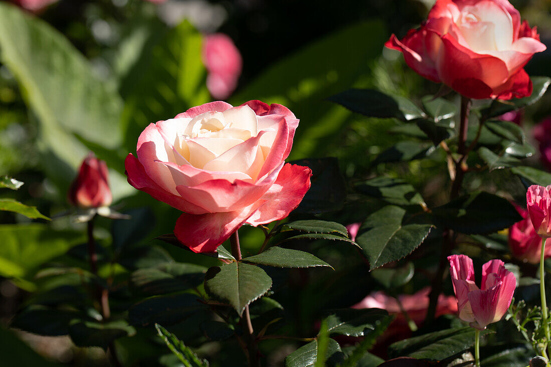 Rosa 'Nostalgie'