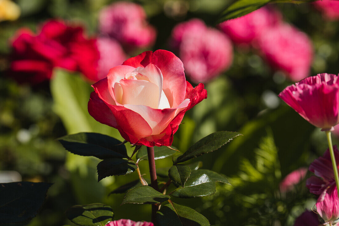 Rosa 'Nostalgie'