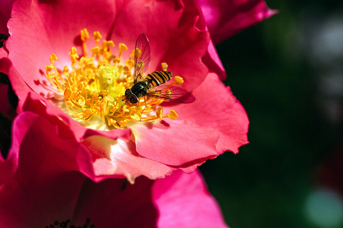 Shrub rose, red