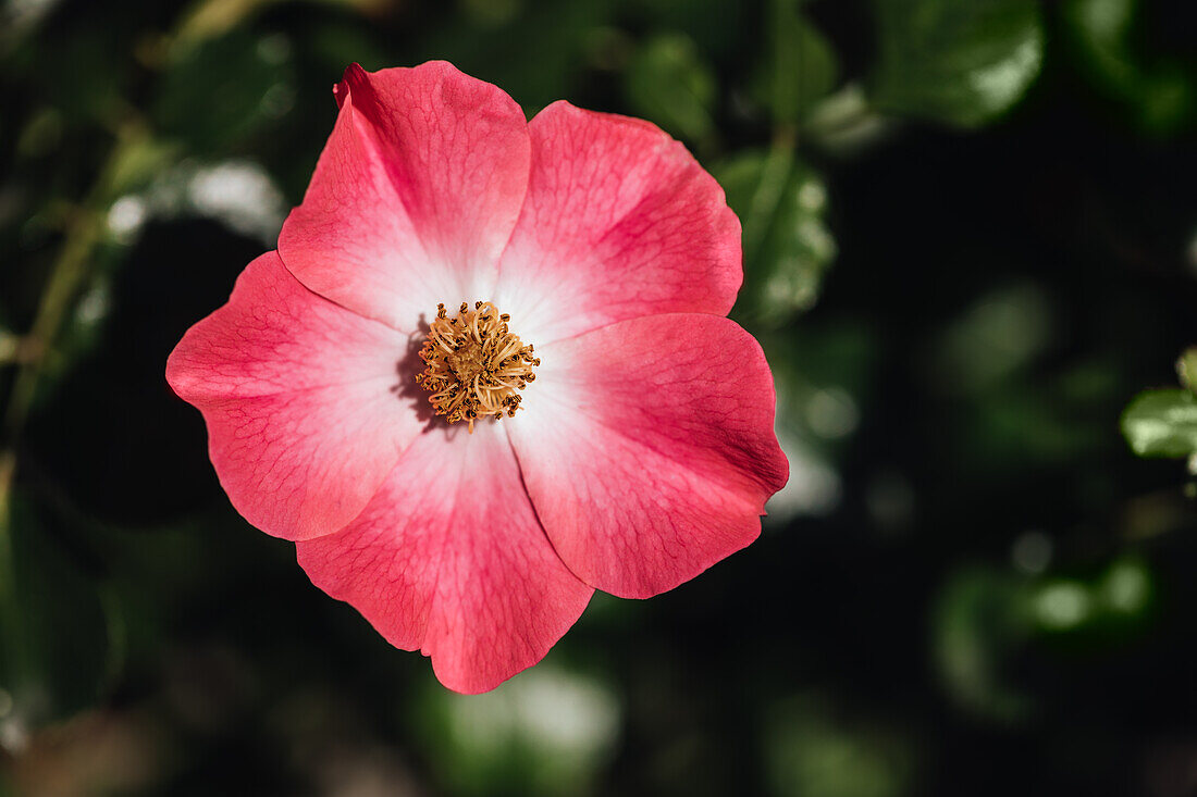 Shrub rose, red