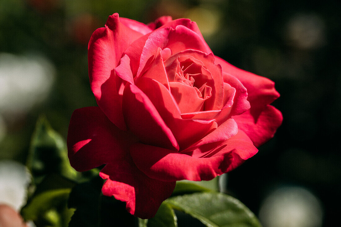 Rose, magenta