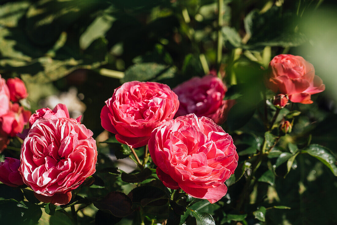 Bedding rose, pink