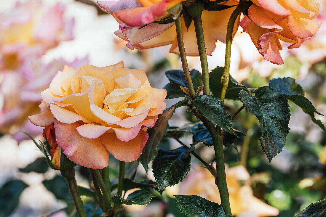 Sweet rose, apricot