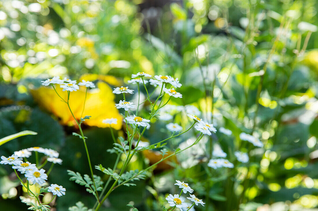 Arctanthemum arcticum