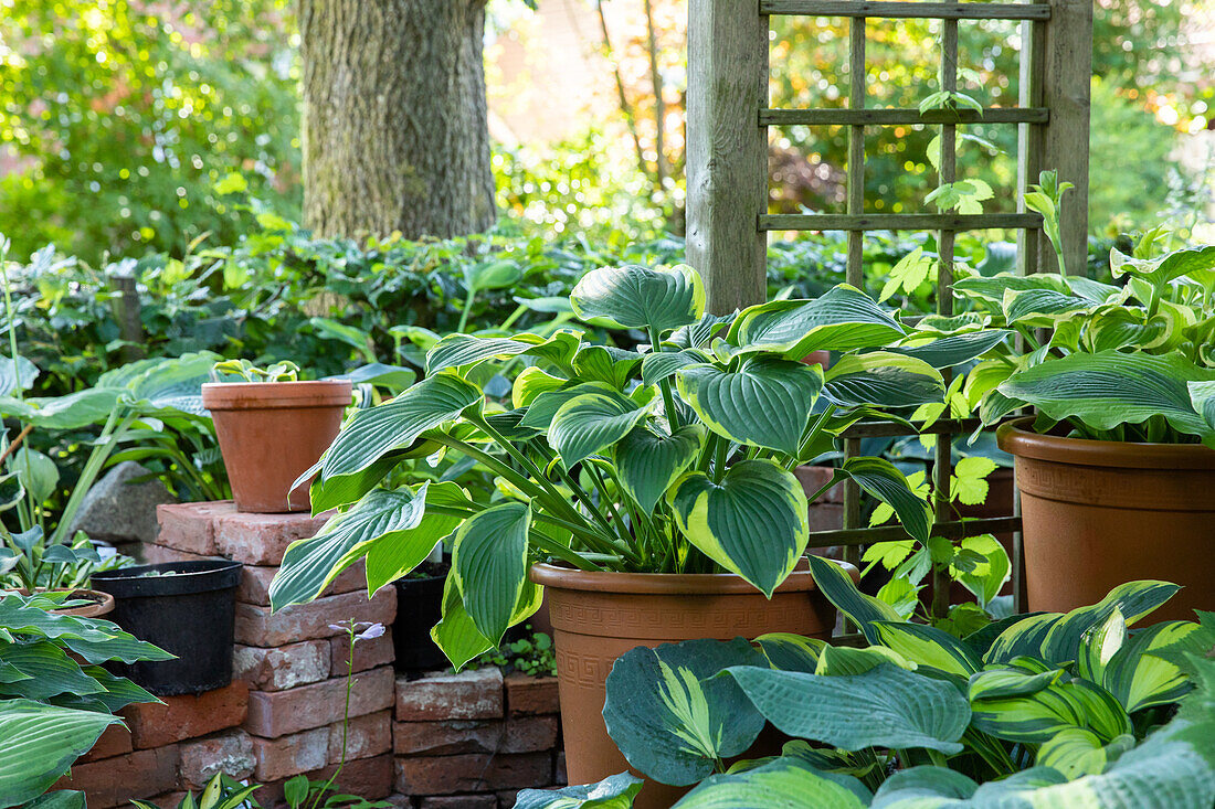 Gartenambiente mit Hosta