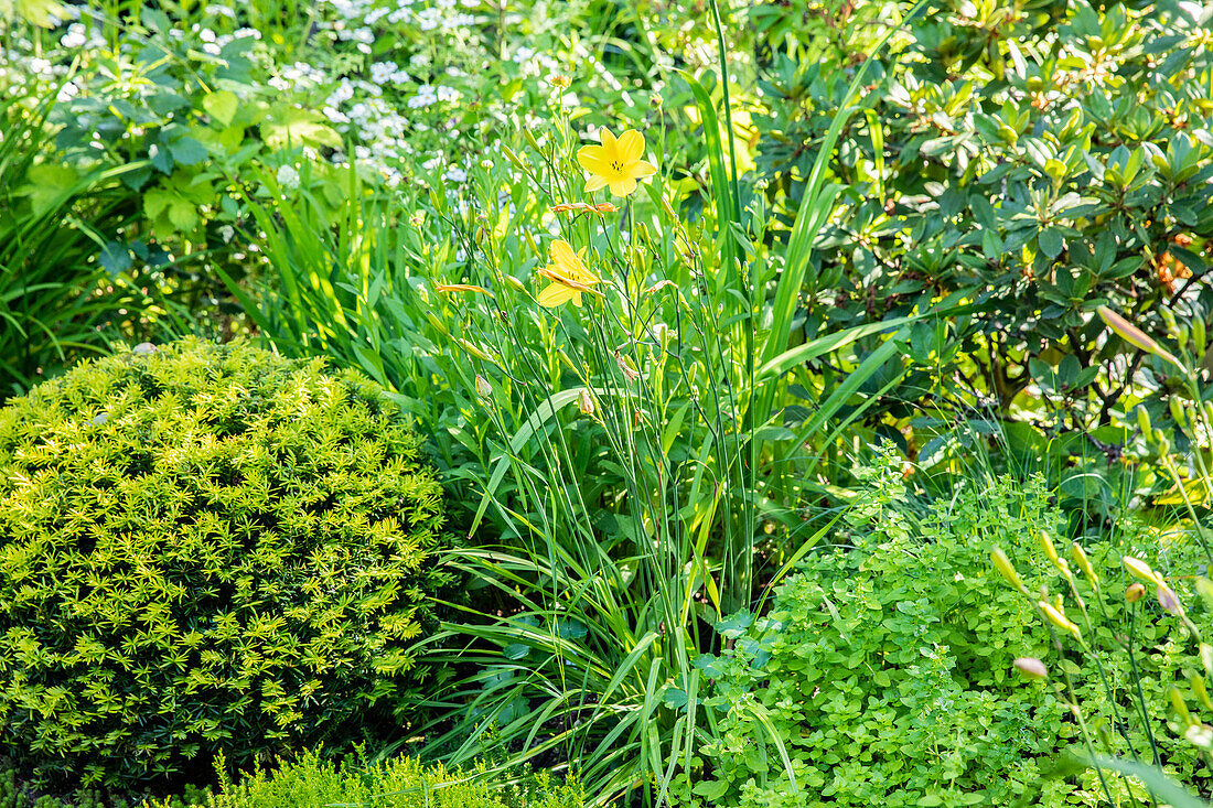 Hemerocallis, yellow