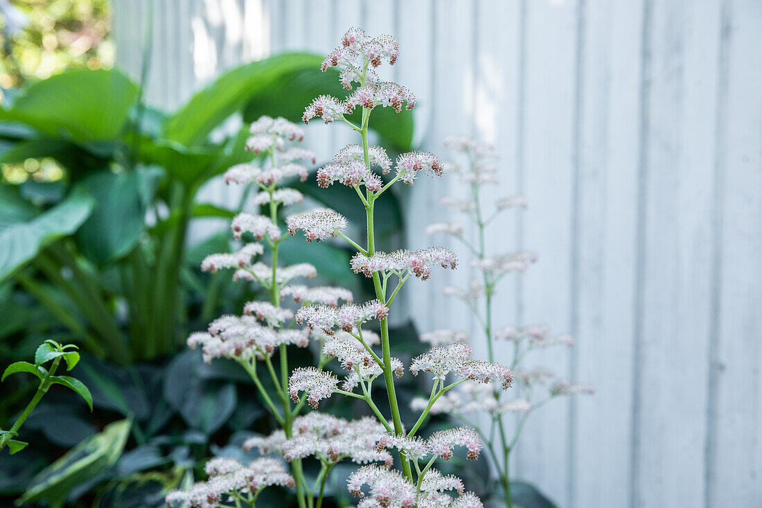 Rodgersia aesculifolia