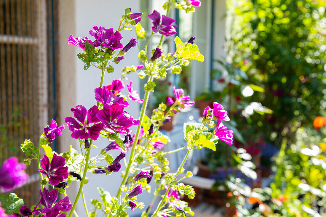 Malva sylvestris ssp. mauritiana