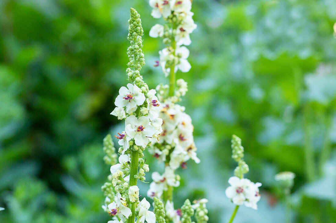 Verbascum nigrum 'Album'