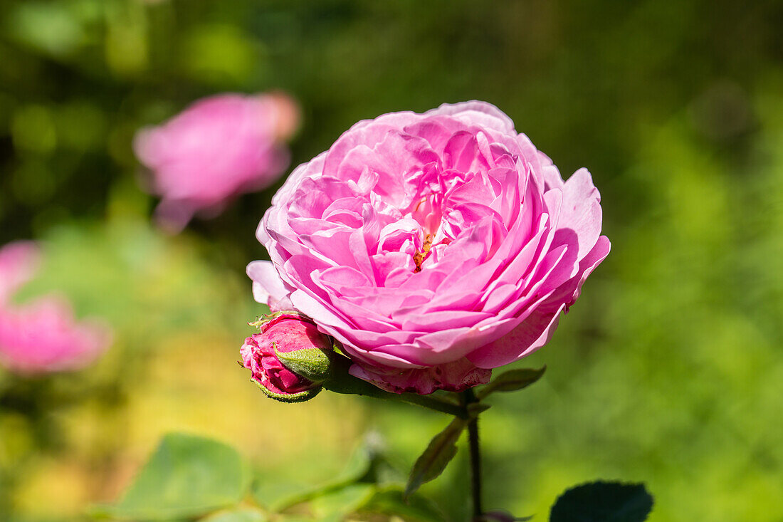 Strauchrose, rosa