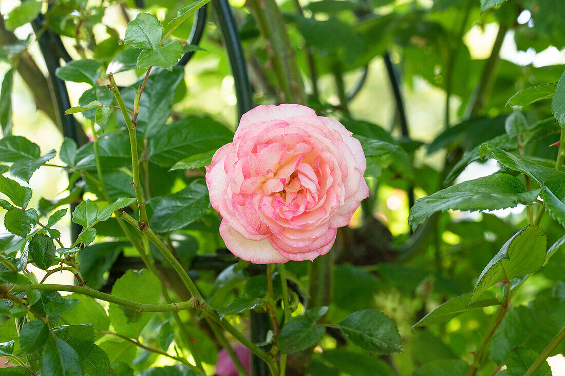 Rosa 'Harlekin'