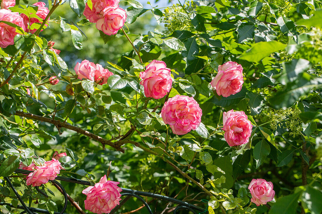 Rosa 'Harlekin'