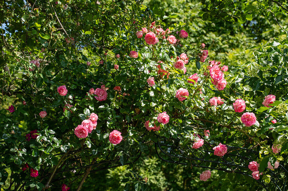 Rose, pink