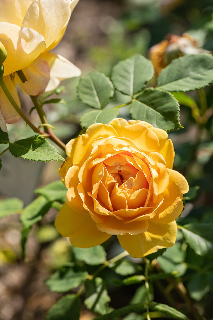 Rosa 'Golden Celebration'