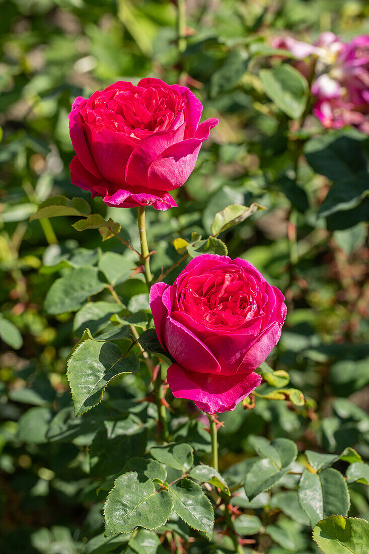 Shrub rose, red