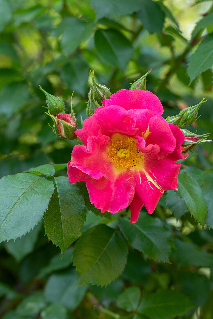 Climbing rose, pink