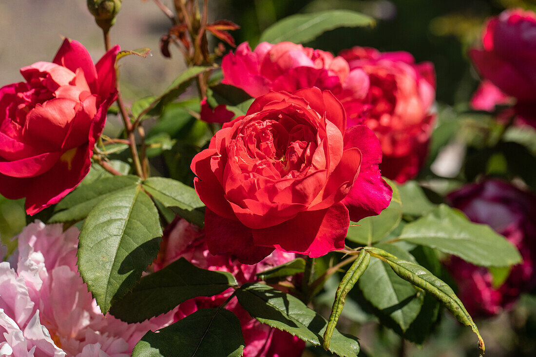 Strauchrose, rot