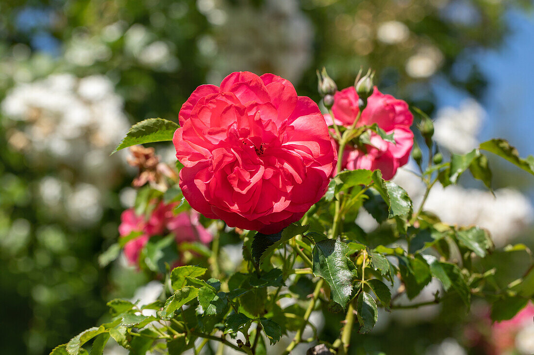 Climbing rose, red