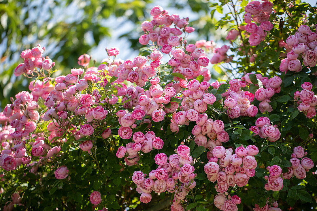 Rosa 'Raubritter'