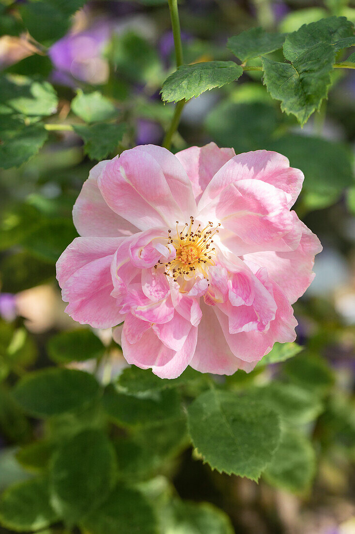 Strauchrose, rosa