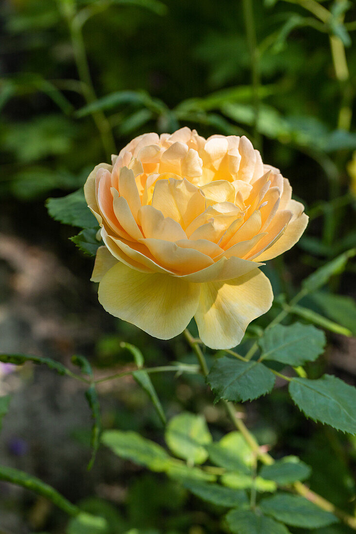 Rosa 'Golden Celebration'