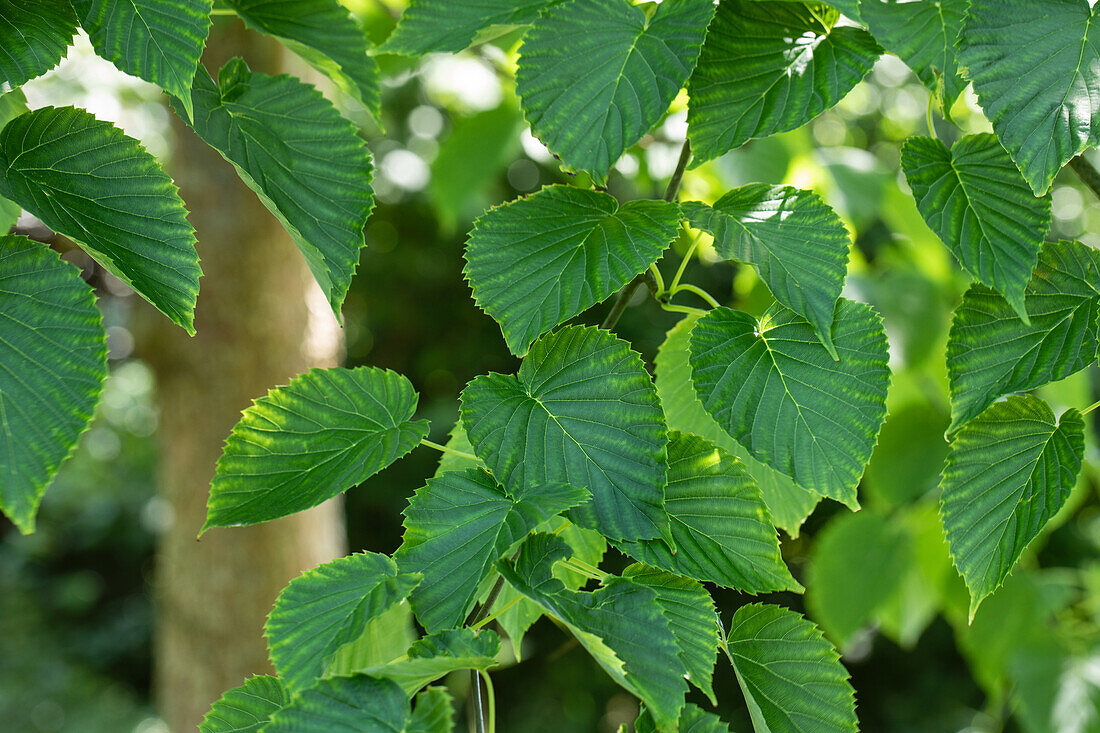 Davidia involucrata