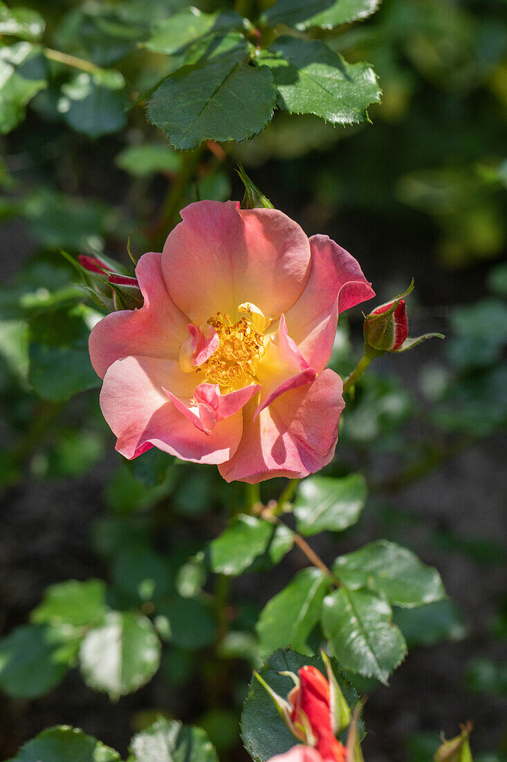 Rosa 'Jazz'