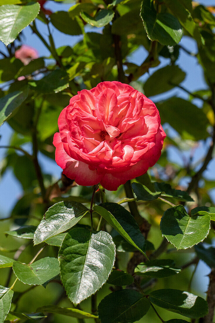 Kletterrose, zweifarbig