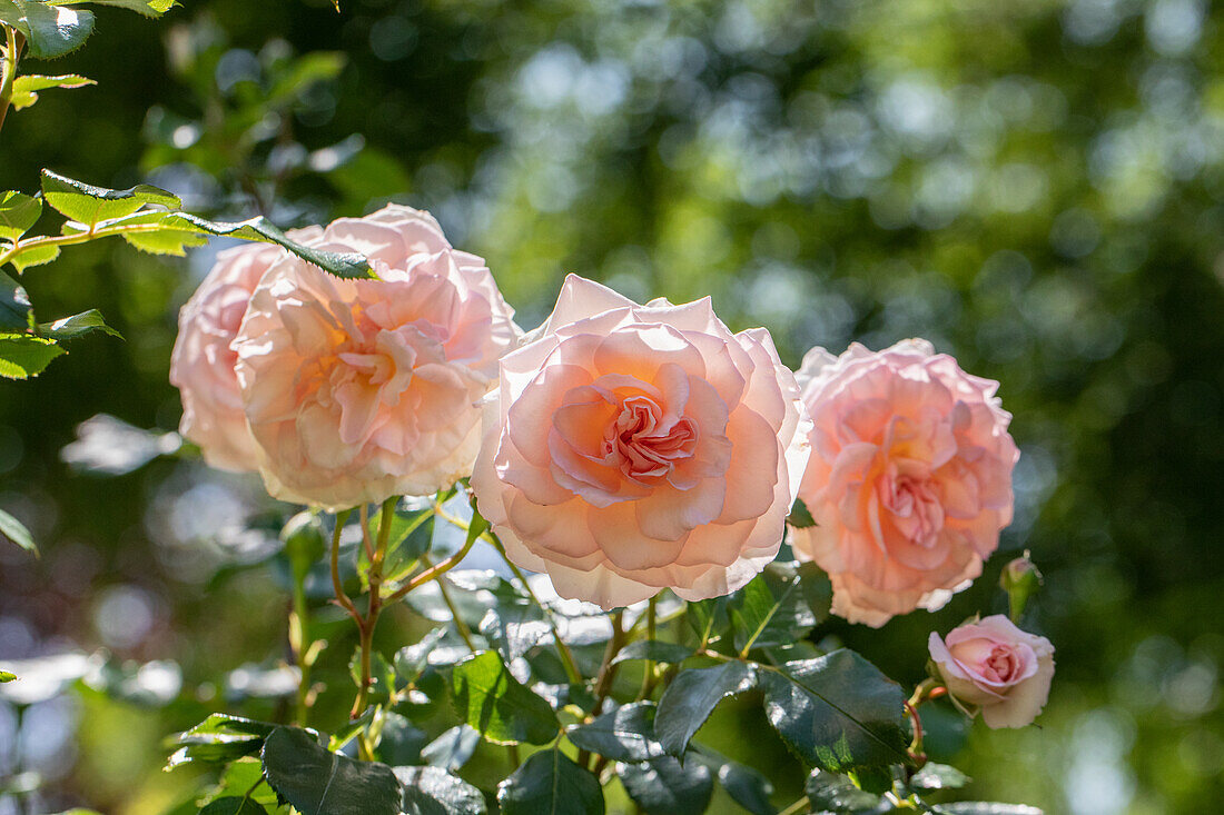 Shrub rose, pink