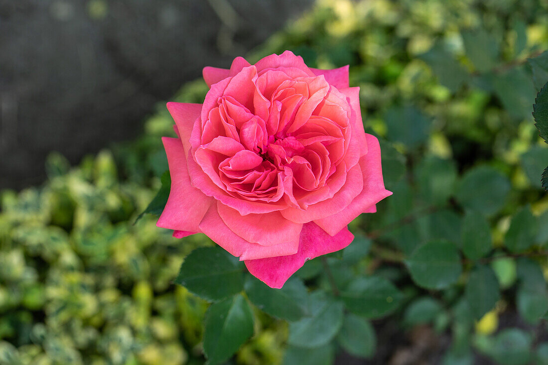Bedding rose, pink